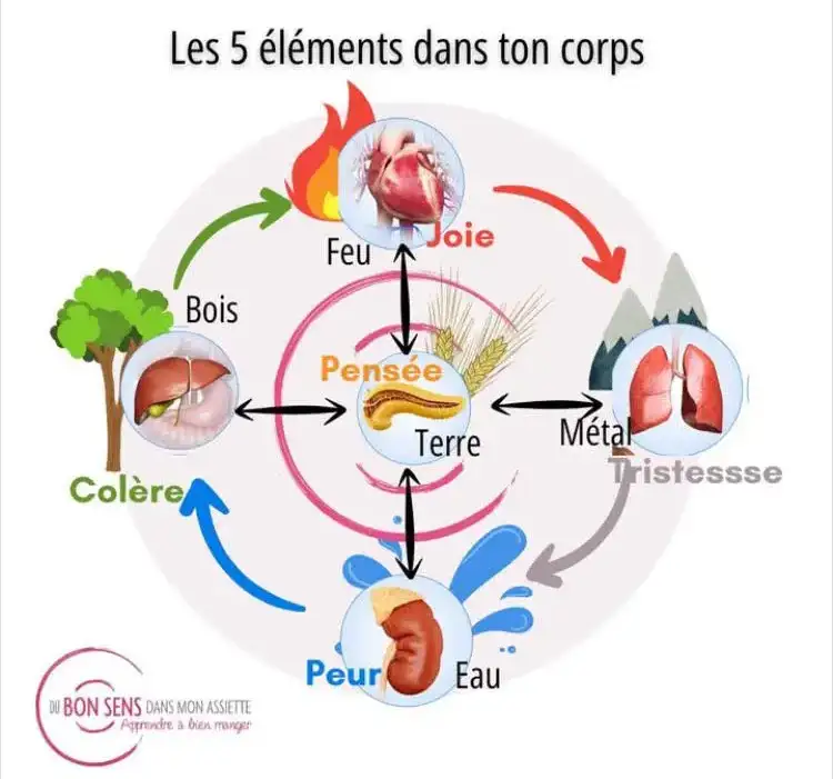 Schéma explicatif des 5 éléments en médecine traditionnelle chinoise (Feu, Terre, Métal, Eau, Bois).